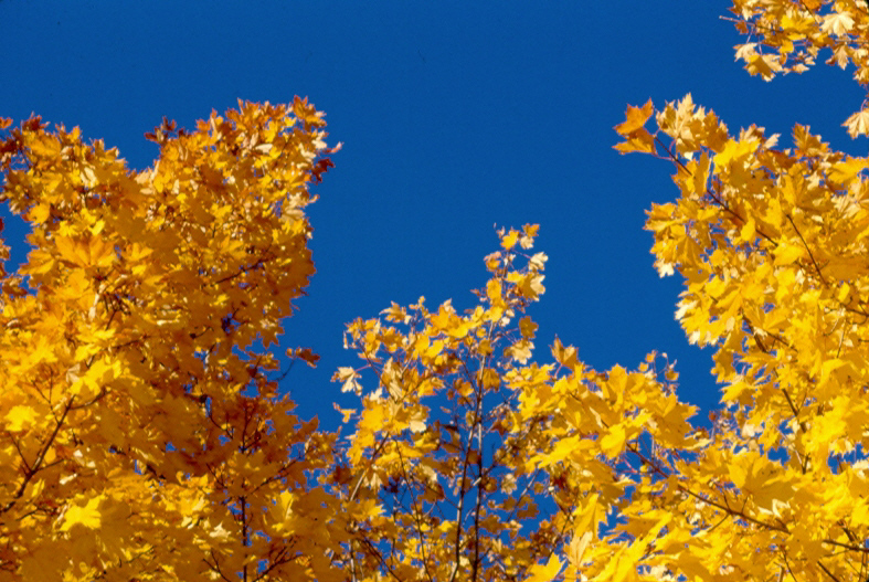 Es tiempo de árboles con hojas amarillas y rojas que caen al suelo. ¿Por qué ahora? La muerte de hojas no es algo que "le pasa" a estos árboles. Es algo que ellos "hacen". 1/12.
Foto: propia