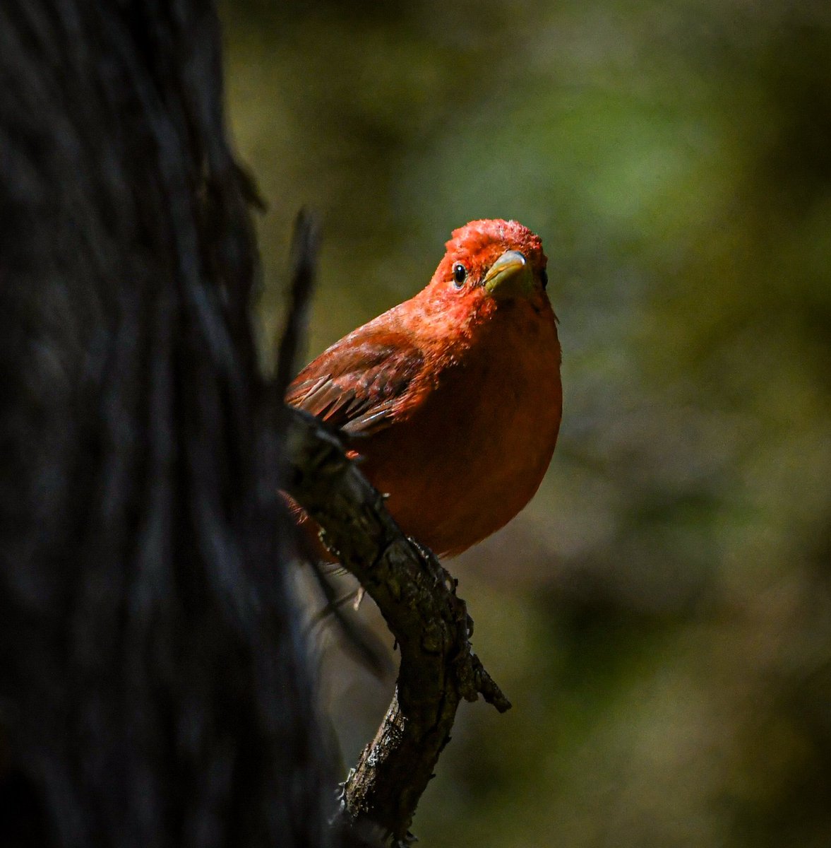 Went to Patsy Glenn Refuge in Wimberley, TX. this weekend. In the shadows I saw this Summer Tanager. I thought the natural light made it look “artsy.” Beautiful bird. <a href="/TPWDnews/">Texas Parks & Wildlife</a> @HoustonAudubon <a href="/USFWSBirds/">USFWS Migratory Birds</a> <a href="/USFWS/">U.S. Fish and Wildlife Service</a>