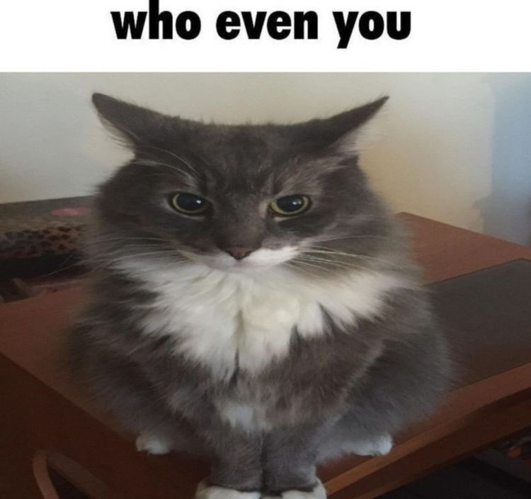 Euphemia tweet media