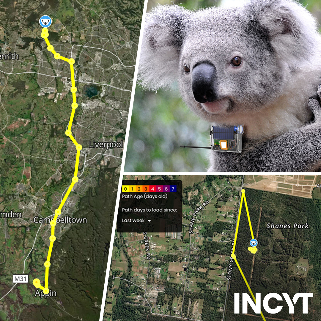 A translocated koala was released into the wild in NSW wearing one of our very own 𝐂𝐲𝐠𝐧𝐢 Tracker collars 🐨.

With the influx of funding into koala conservation, programs such as these, are starting to come online again.
#animalhealth #trackingsystem #assettracking #INCYT