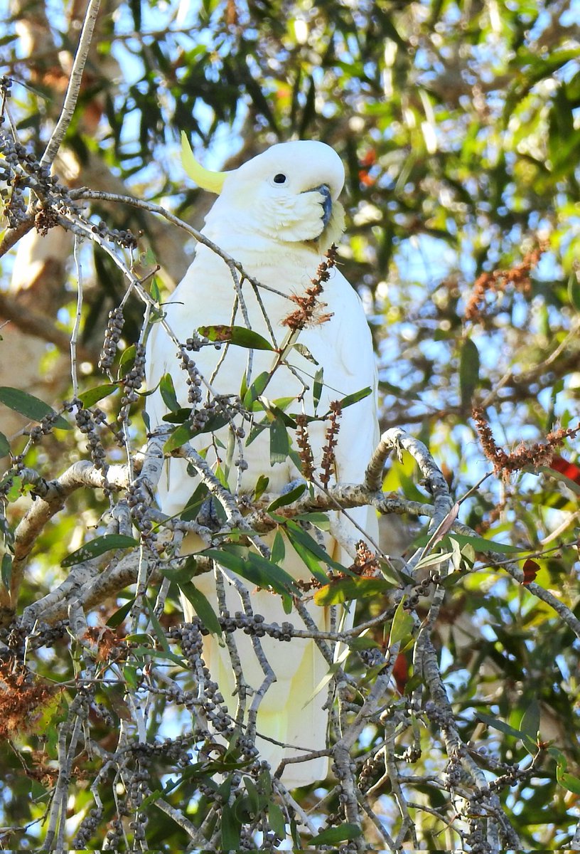 Sulphur Crested Cockatoo
#BirdTwitter #WildOz #birdphotography #firstseenandheard