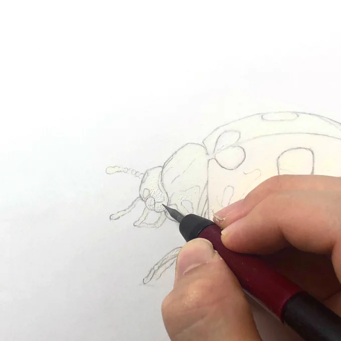 KMKケント紙に色鉛筆で描きました。 10色、8時間目安で描くことができます。クリーム色の下地→鉄筆→描写の流れで描き進めます。  #色鉛筆画上達ドリル #イラスト #テントウムシ
