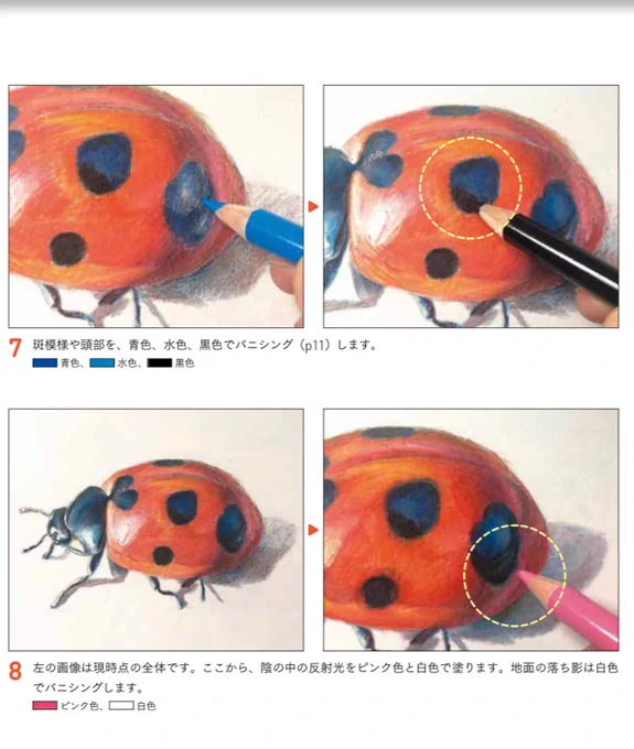 KMKケント紙に色鉛筆で描きました。 10色、8時間目安で描くことができます。クリーム色の下地→鉄筆→描写の流れで描き進めます。  #色鉛筆画上達ドリル #イラスト #テントウムシ