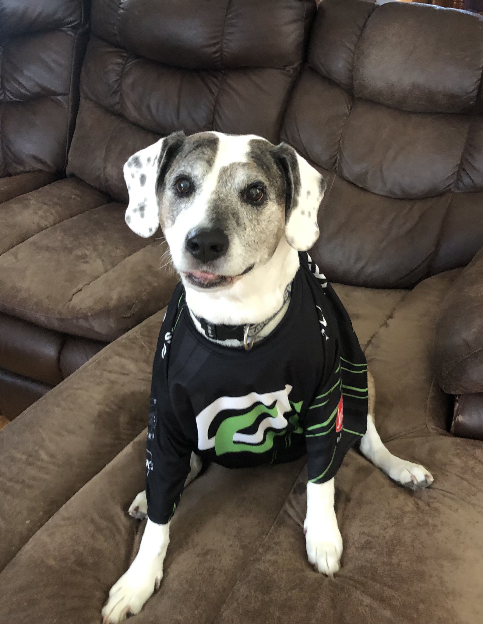 Seattle Seahawks Dog Jersey - Large