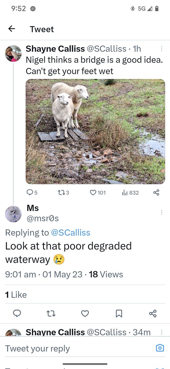 Shayne Calliss tweet media