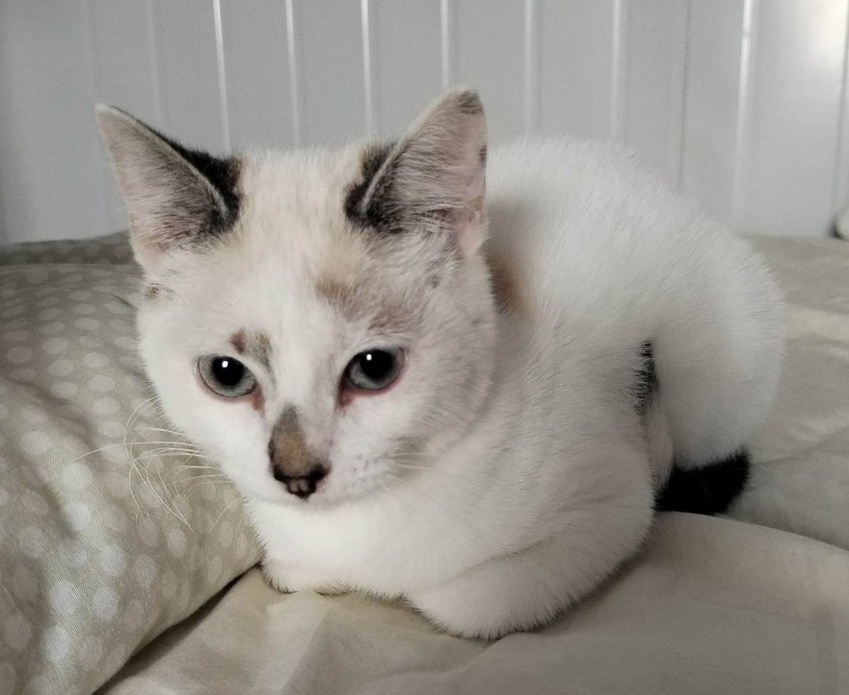 AlertaMePerdi's tweet photo. #PERDIDO #GUAYAQUIL
Nombre: #CHIFAN
Fecha: 29/04/23
Sector: Norte, Alborada 10 etapa Mz. 409b.
Sexo: Macho.
Raza: Mestizo.
Obsv.: Blanco con orejas negras y cola negra con dos lunares cafes en el lomo, collar con placa.
Contacto: 0987526779
¡Ayúdalo a volver!
#AlertaMePerdí https://t.co/YtPkrpkq4R