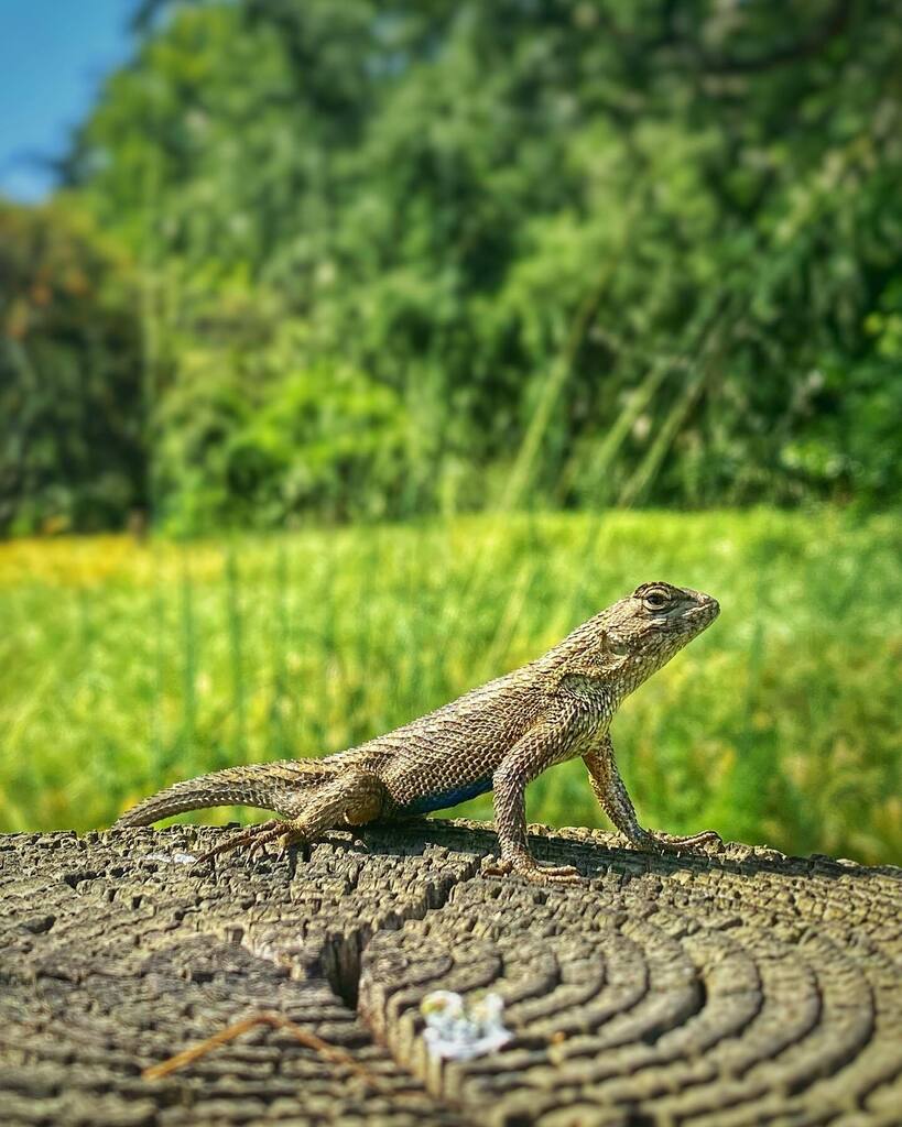A Dragon 🐉 In The Park

🦎 warming up in the morning sun. This little one allowed me to get real close with my phone camera.

#reptiles #reptilesofinstagram #exoticreptiles #reptilesofinsta #lizardsofinstagram #dragon #orcuttranch #hikingadventures #h… instagr.am/p/CrrfEJSvPeX/