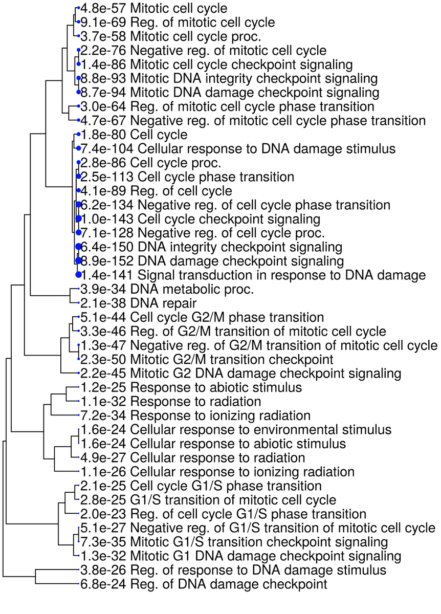 Results from GO enrichment are often dominated by one type of terms, often the large ones if you sort by P-value. 
If you include more terms (top50) and organize them like this, you can find that there are groups of terms related to G1/S &amp; G2/M transition, and response to