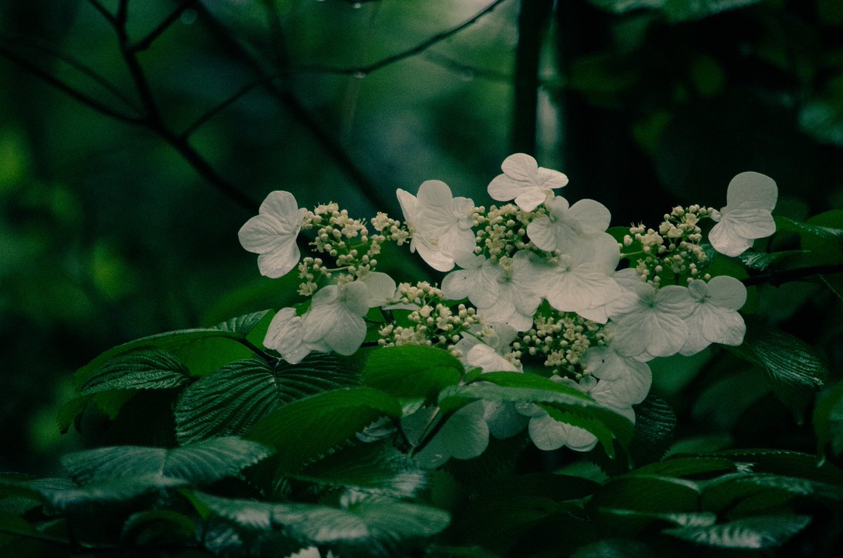 koolshark2's tweet image. #springblossoms #springrain: all misty and dewy today @CentralParkNYC #nyc #flora.
