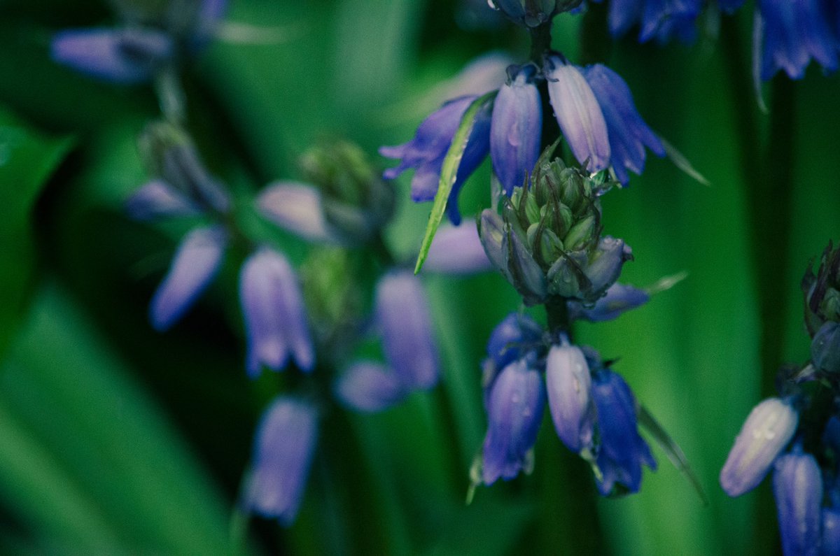 koolshark2's tweet image. #springblossoms #springrain: all misty and dewy today @CentralParkNYC #nyc #flora.
