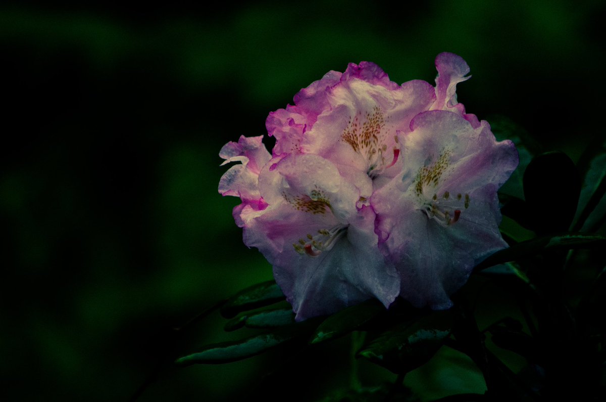 koolshark2's tweet image. #springblossoms #springrain: all misty and dewy today @CentralParkNYC #nyc #flora.