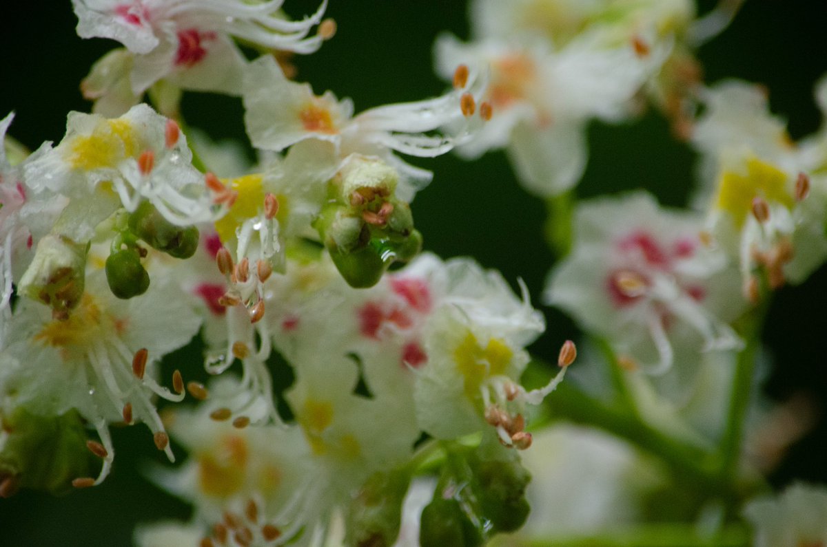 koolshark2's tweet image. #springblossoms #springrain: all misty and dewy today @CentralParkNYC #nyc #flora.