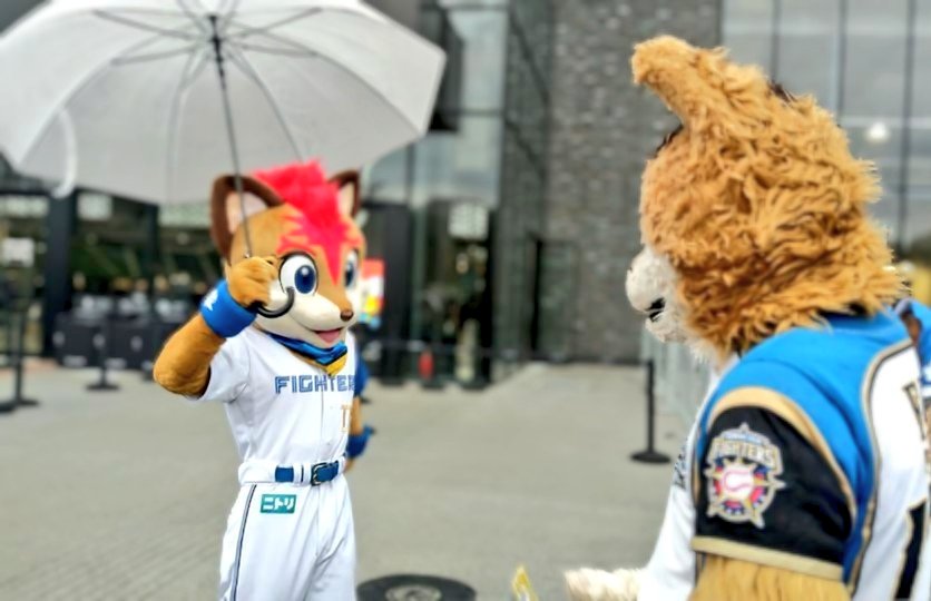 realfozzcat's tweet photo. 😸😸😸 #lovefighters #フレップ #ポリー #ポリーポラリス #frep #frepthefox https://t.co/ZaclNUh451