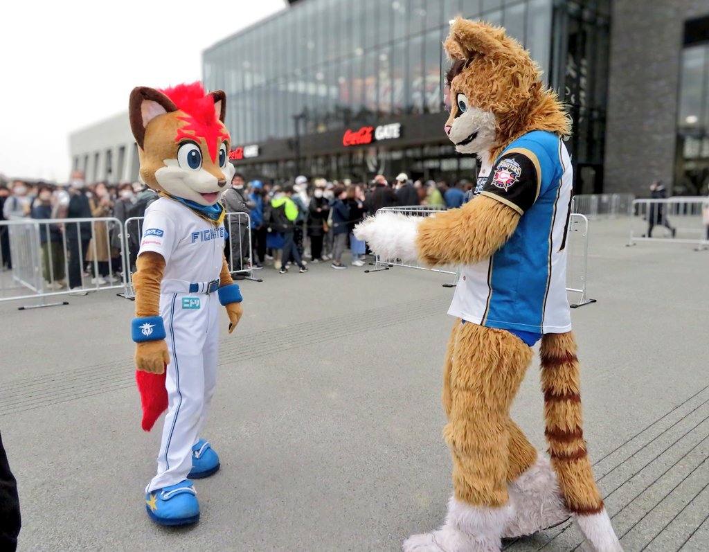 realfozzcat's tweet photo. 😸😸😸 #lovefighters #フレップ #ポリー #ポリーポラリス #frep #frepthefox https://t.co/ZaclNUh451