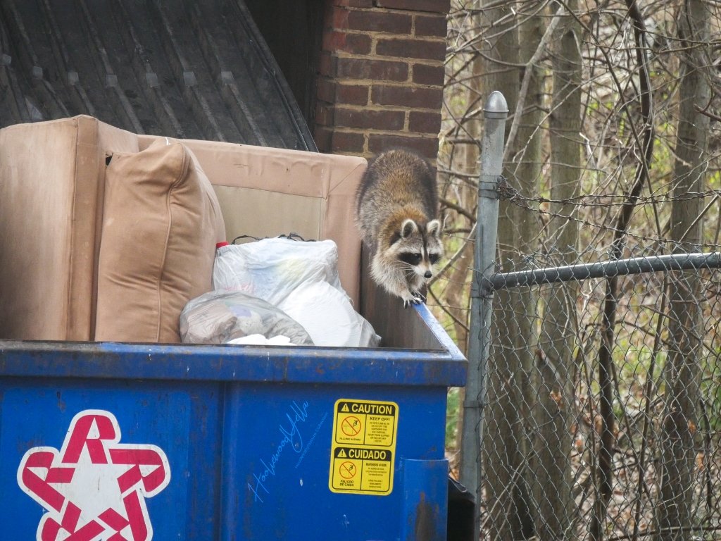 #DumpsterDiving
 #Raccoon #Raccoons #Procyonidae #Procyonlotor #Chordata #Carnivora  #rodents #Wildlife #animals #animalshorts #hoowildbynature #nature #naturelovers #natureonly #natureshooters #naturestyles #naturephotography #animalpics #naturehippys #naturegram #naturel