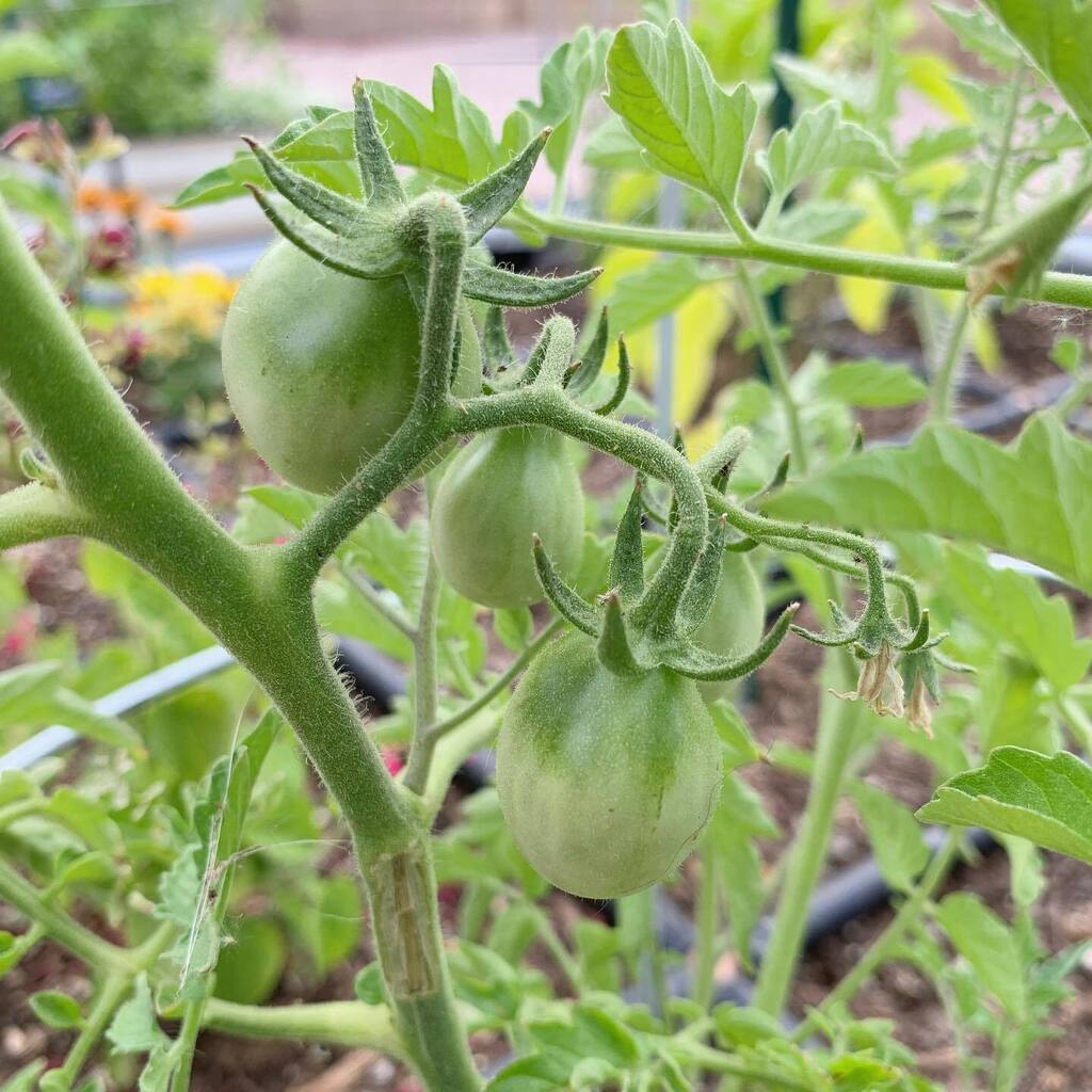 sam_whit22's tweet photo. Sunday in the garden 🌱 The tomatoes, zucchini, radishes, and peppers are all starting to sprout babies and I’m so excited. We added 2 new raised beds this year and it’s my first time growing squash and starting from seeds (radishes).

#gardening #low… https://t.co/zvrgq8bJls https://t.co/8BsNGSgMbx
