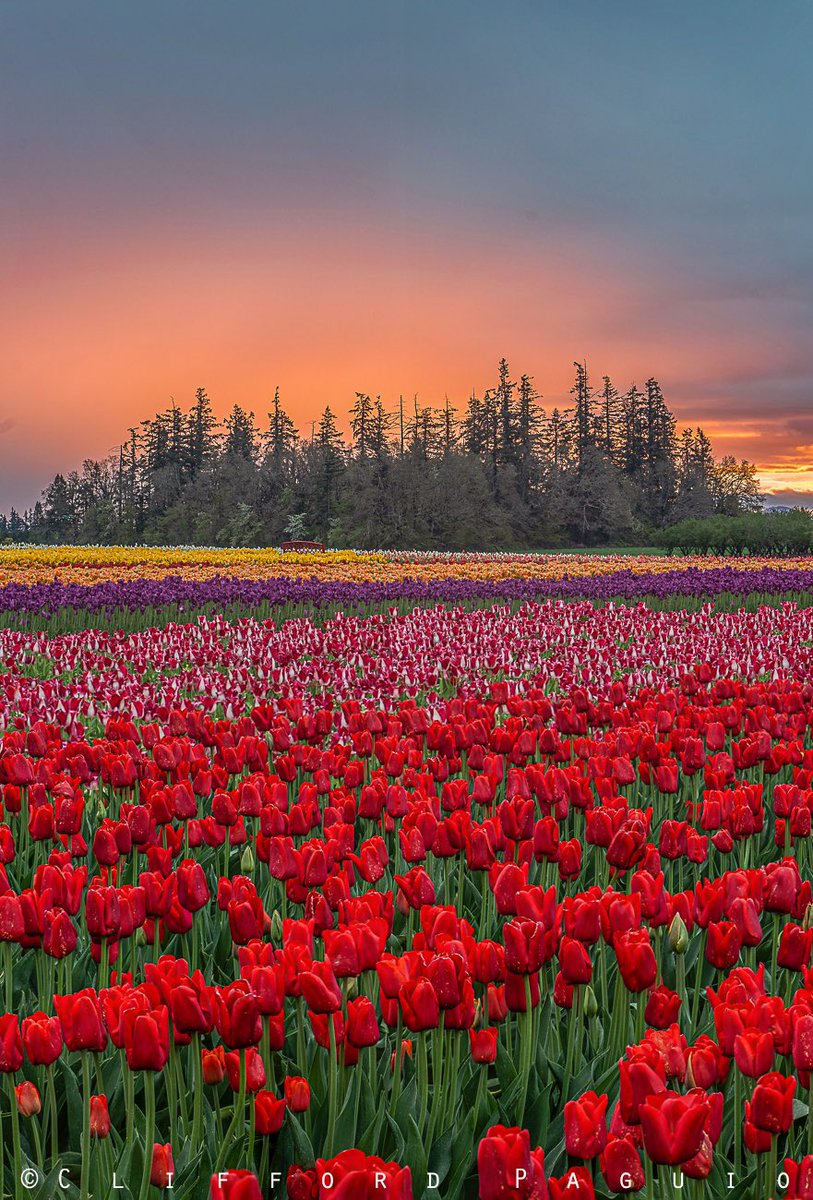 What an amazing sunrise this morning at  Wooden Shoe Tulip Farm  🌷🌷🌷🌷🌷
#sunrise #oregon #oregonian #tulips #pnw #photooftheday