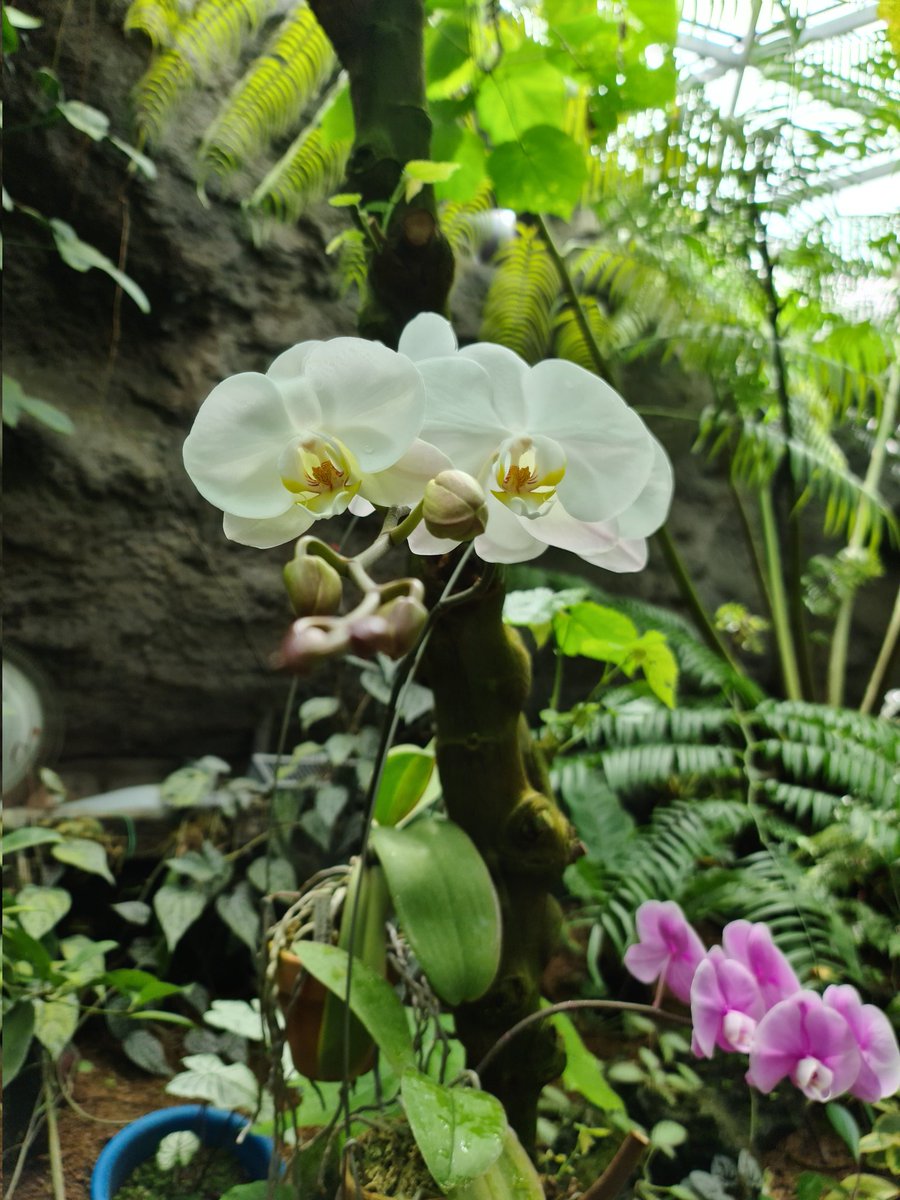 AlGakovic's tweet photo. @DNThomas01 Tokyo , Shinjuku garden greenhouse this year late April. https://t.co/zHfhAhPoGv