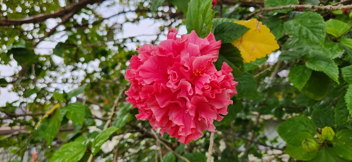 JMiake's tweet photo. How many of us working so tirelessly around the clock stop to admire the flowers along our busy ways? Someone planted it there for you...take time to admire nature :) https://t.co/d4GmR071Yw