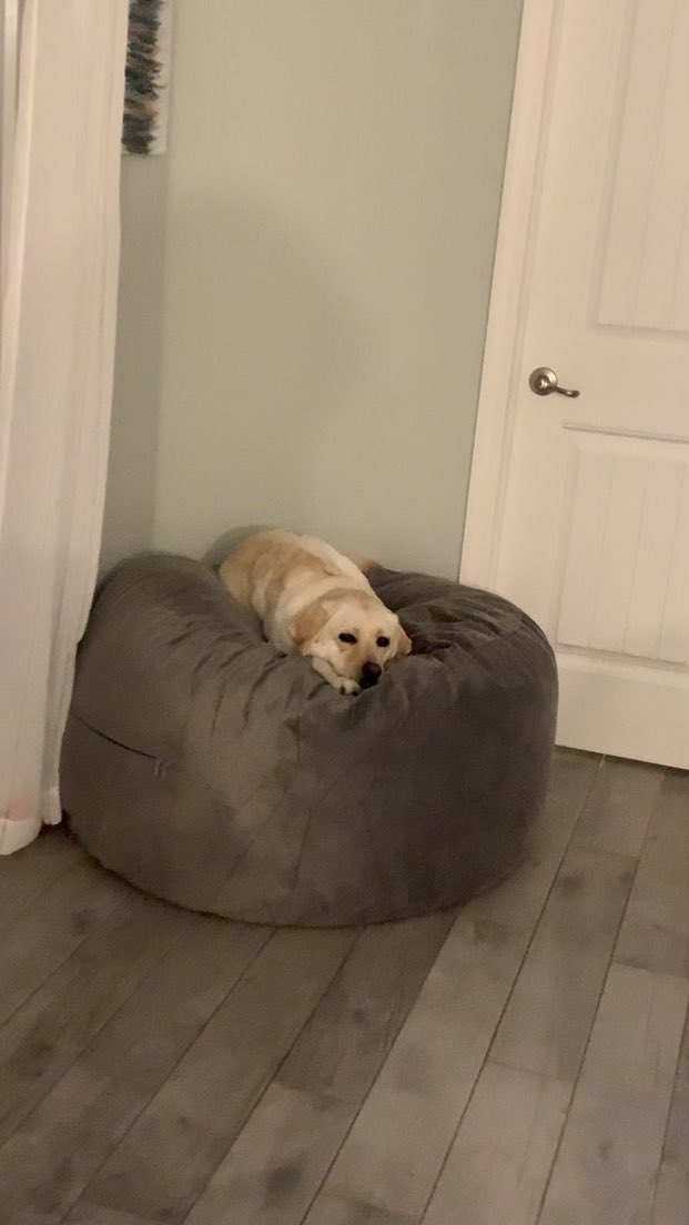 DailyNoriPics's tweet photo. Boof on a bean bag 🥺 https://t.co/cyVqnMJILR
