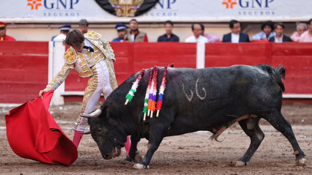 #Aguascalientes 🇲🇽 𝗔𝗥𝗧𝗨𝗥𝗢 𝗚𝗜𝗟𝗜𝗢 ᴅᴏs ᴏʀᴇᴊᴀs 

𝘾𝙐𝘼𝙍𝙏𝙊 𝙏𝙊𝙍𝙊 Arturo Gilio deja el arrojo, el buen toreo y la variedad, emocionando al respetable con una faena de calidad a “Golondrino”, de Fernando de la Mora.