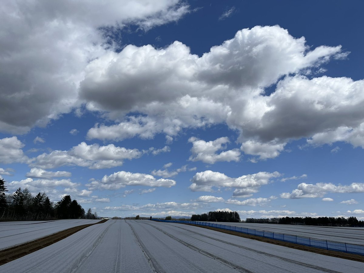 KawadaFarm's tweet photo. おはようございます⛅️
キヌアやにんじん、じゃがいもの種まきが始まりました！
今日は程よい気温で気持ちがいいですね😄

#とかち河田ファーム
#企業公式が毎朝地元の天気を言い合う
#十勝キヌア
#アロマレッド
#インカのめざめ https://t.co/YbLXhfpmDX