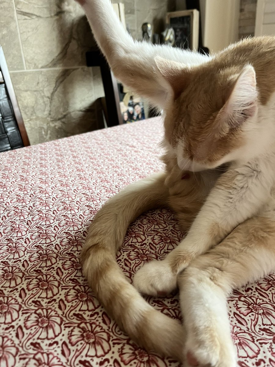 Tradinaaaa's tweet photo. @maliasout cat lick balls https://t.co/kLh5YvBFka