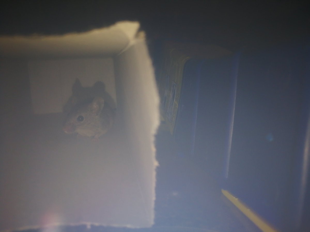 yayben's tweet photo. @KiennaS It's not a very good picture but I caught this little mouse that was in my kitchen and released it at a nice spot near a river https://t.co/hImxDGofvl