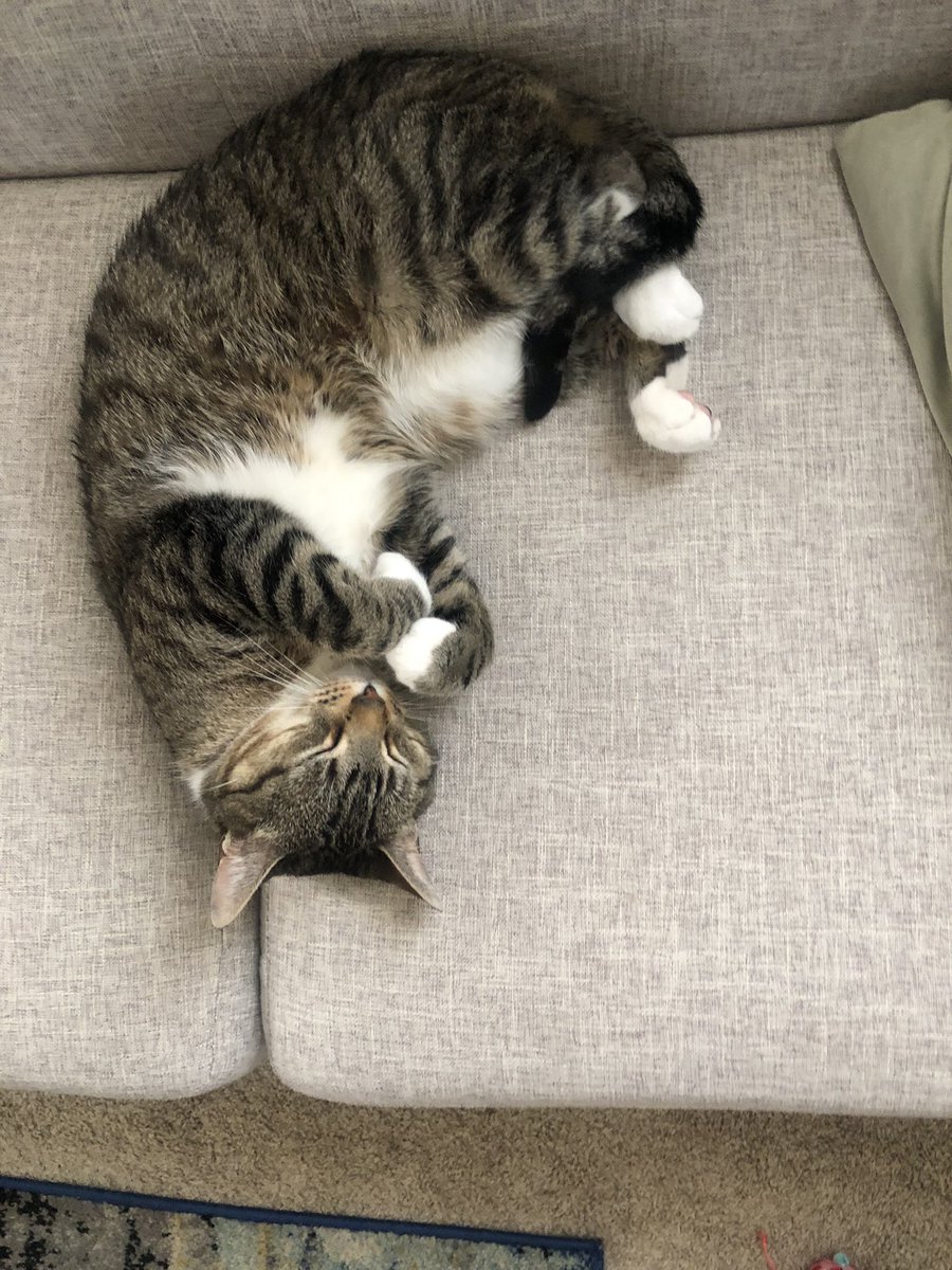 ska_derson's tweet photo. we love a sunday afternoon nap https://t.co/gIWVde1daG