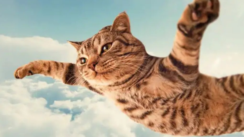 ayucharlottee's tweet photo. #bobainu @BobaInu let's fly together

#Cat #crypto #cryptocurrency #BNB #Binance #blockchain https://t.co/BWsdNUW3f5