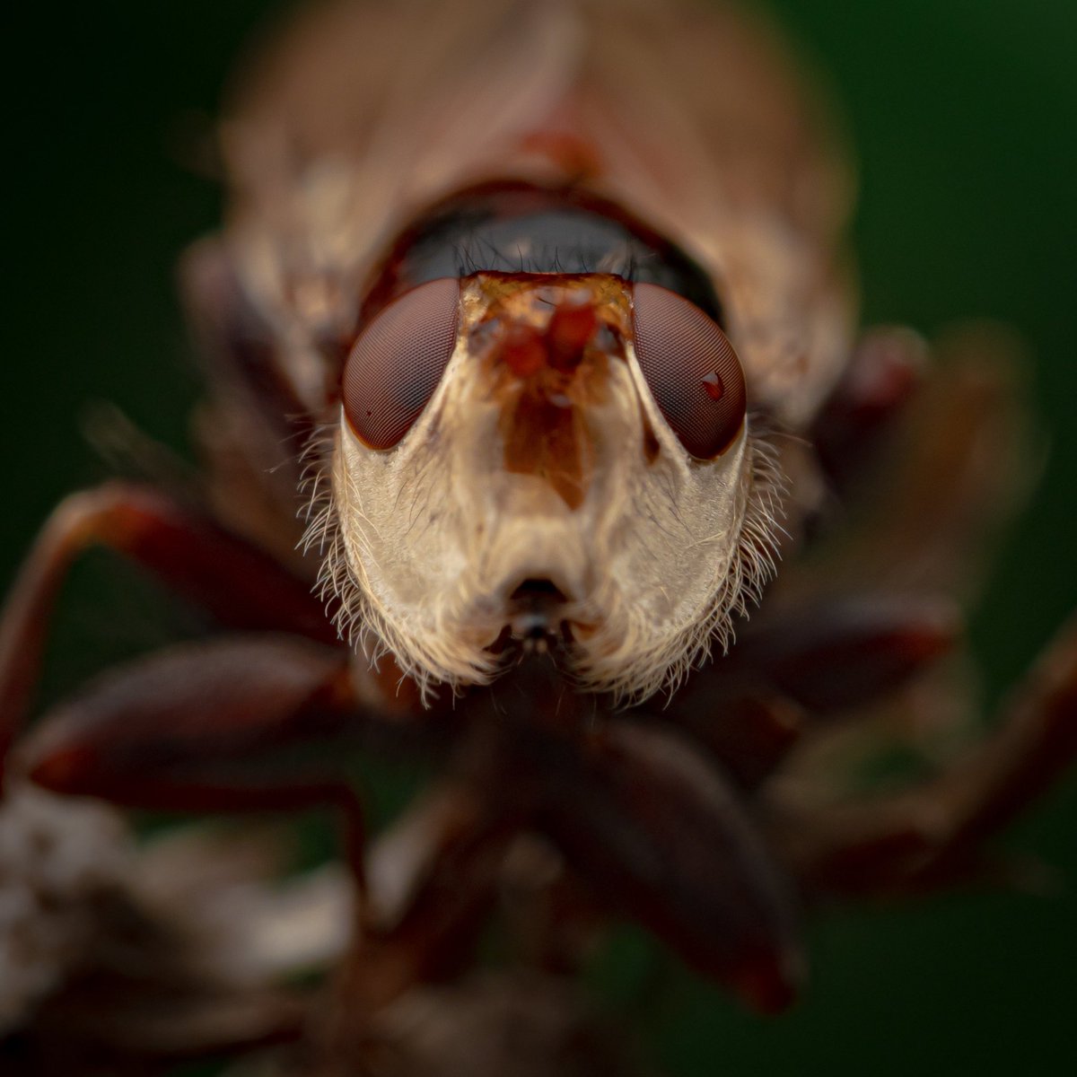 rickmalad's tweet image. After years of chasing, I finally found a Myopa sp. fly (M. vicaria maybe?) willing to sit for photographs. The morphology and life history of these goofy-looking flies are fascinating, and I was thrilled to finally photograph one. #InverteFest