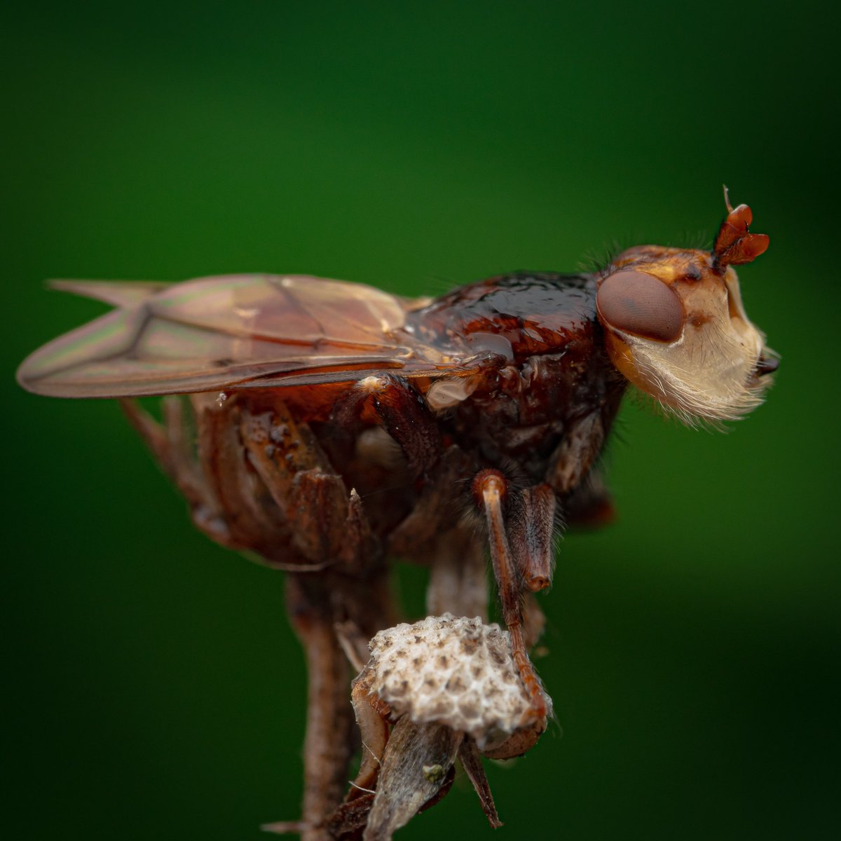 rickmalad's tweet image. After years of chasing, I finally found a Myopa sp. fly (M. vicaria maybe?) willing to sit for photographs. The morphology and life history of these goofy-looking flies are fascinating, and I was thrilled to finally photograph one. #InverteFest