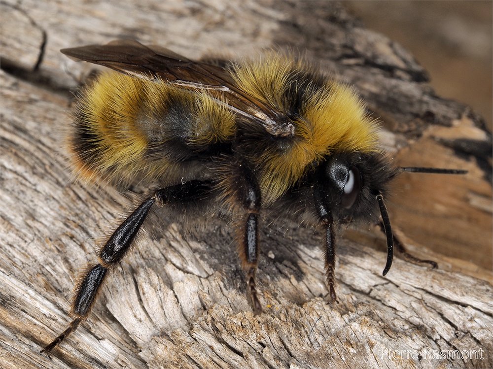 factaboutbees's tweet photo. Can Bumble Bees Sting You? https://t.co/NEmyoYAFRN 🐝🐝🐝🐝 https://t.co/gSyJ8oX3W5