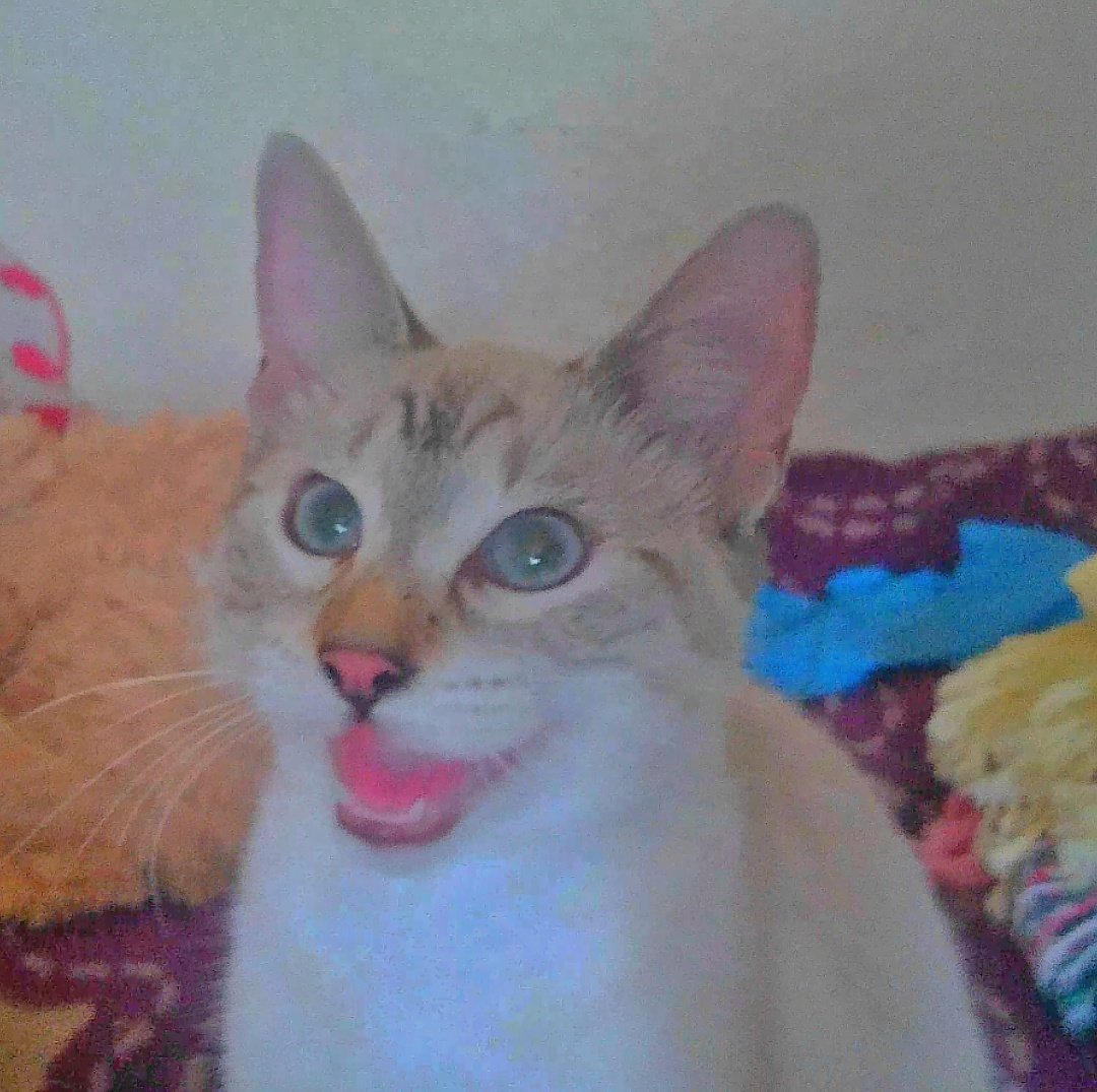 Nayein2's tweet photo. Mi nenita ฅ^•ﻌ•^ฅ💞 https://t.co/xIDh74XSab