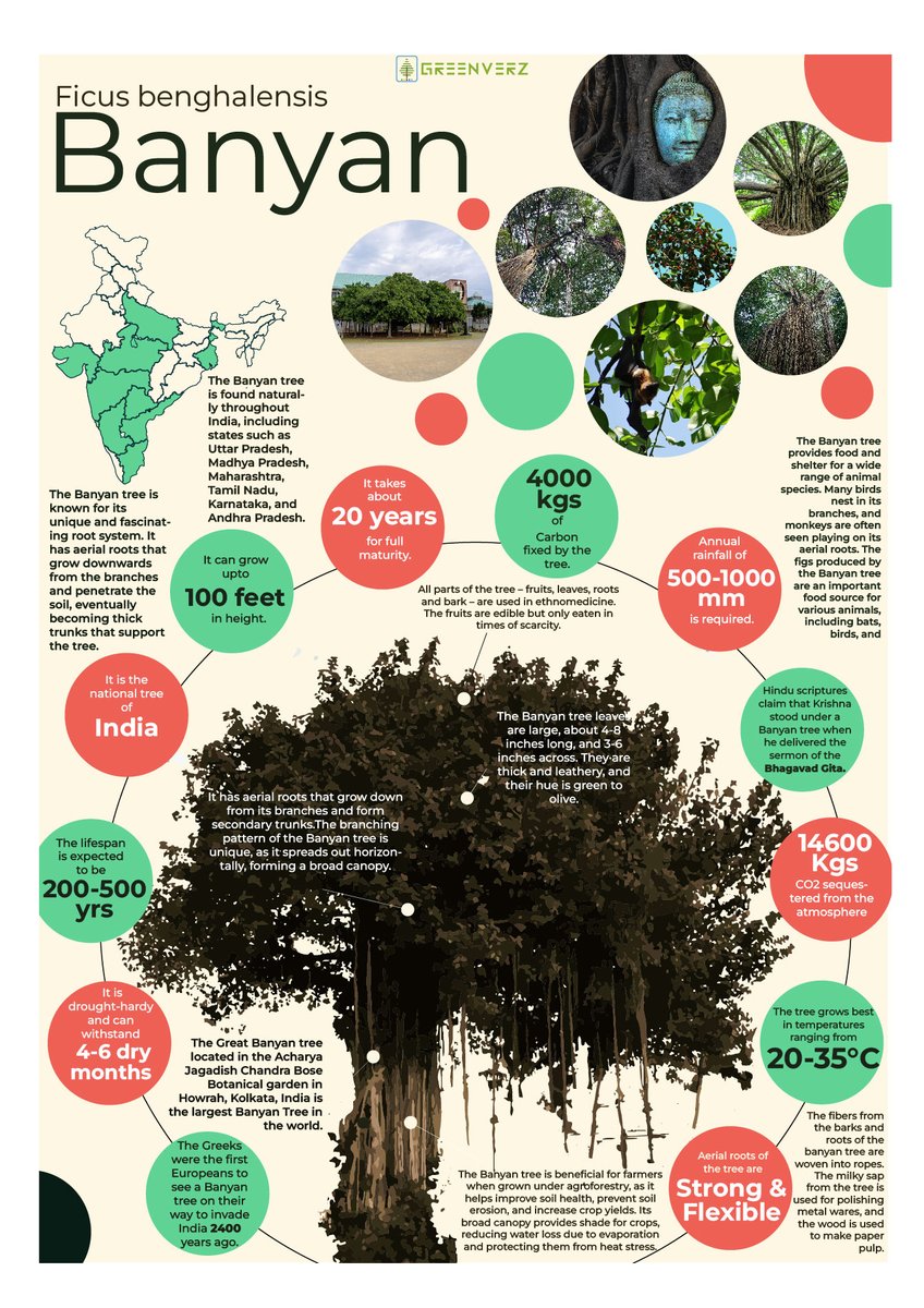 Banyan Tree uses 

#BanyanTree #EcoFriendly
#CarbonFixing #ClimateAction #Sustainability #GreenTechnology #CO2Reduction #EnvironmentalProtection #CarbonCapture #RenewableEnergy #EcoSolution #ClimateChangeSolution   
#Farmers #FarmingLife #SustainableFarming #OrganicFarming