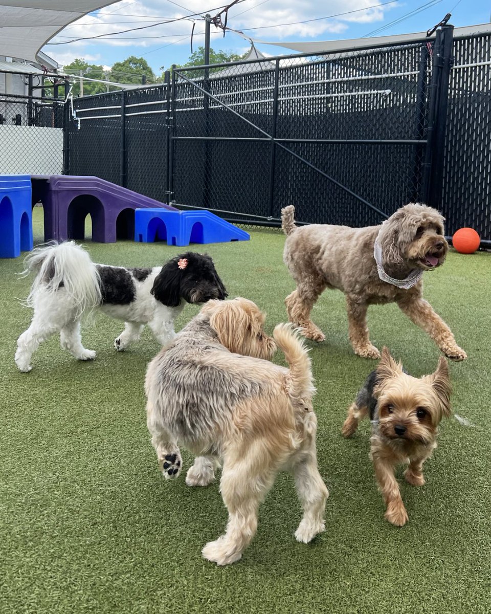 athomewithnikki's tweet photo. Hey there, pet lovers! Are you living in an apartment and wondering what amenities you need to keep your furry friend happy? Well, look no further because Bentley &amp; Albert are here to share their top 5 apartment must-haves for your pet in our new video! Don't miss out on their ti https://t.co/brhJivOtPN