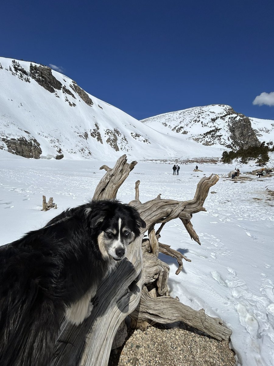 kthom917's tweet photo. A little hike and some fresh air at St Mary’s Glacier. 😍 
#hikingwithdogs #Colorado #SaintMarysGlacier #exploring #spring https://t.co/1L1ls26L29