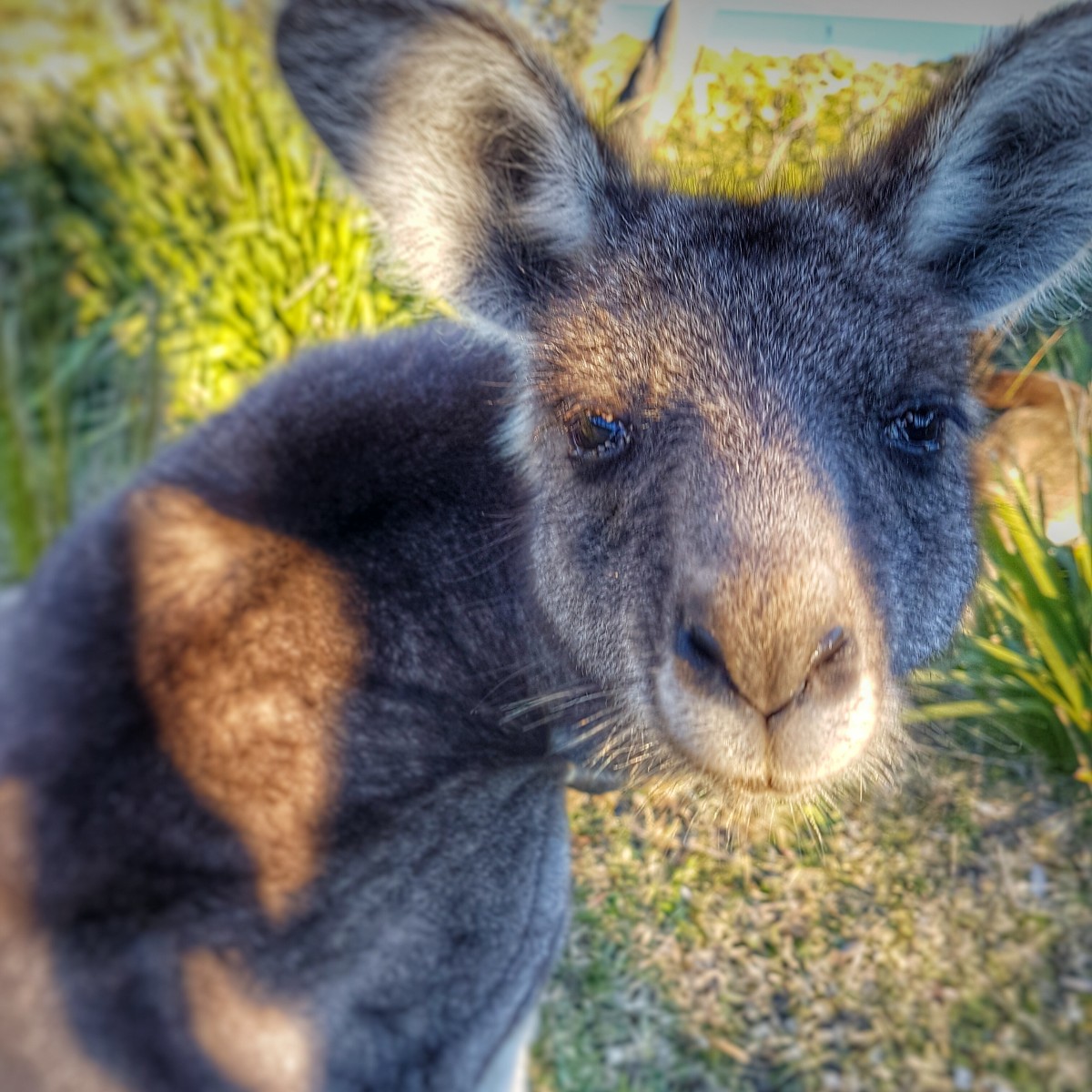 Happy #MacropodMonday from the team at Booderee! 

Anybody else picked up a case of Mondayitis like this tired little roo? 🦘

Captured some shots around Booderee National Park? Use the #MacropodMonday to share them with us ✨.

📸 Credit: Parks Australia