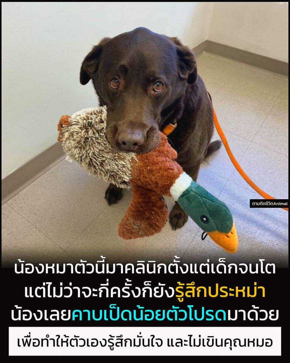 nicha_nicha_an's tweet photo. น่ารักน่าเอ็นดู 🥰
cr: ตามติดชีวิตanimal https://t.co/4gXO3fmA1b