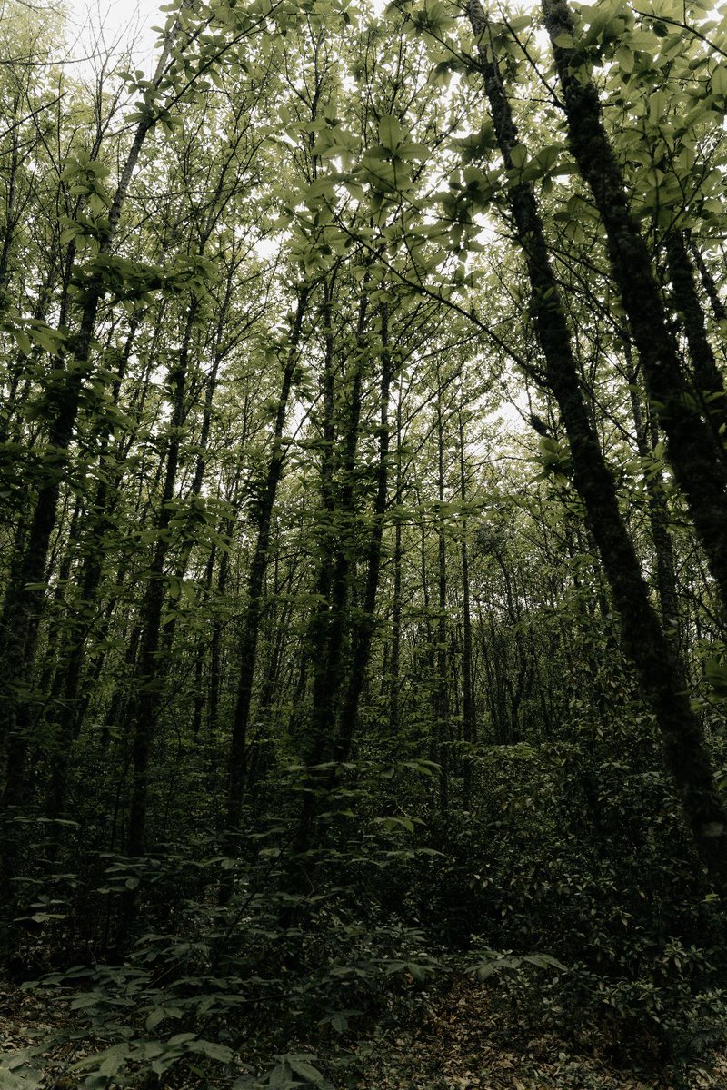 Bestcaption_MPH's tweet photo. vibra con la naturaleza 🖤 https://t.co/VIvv1bZjT0