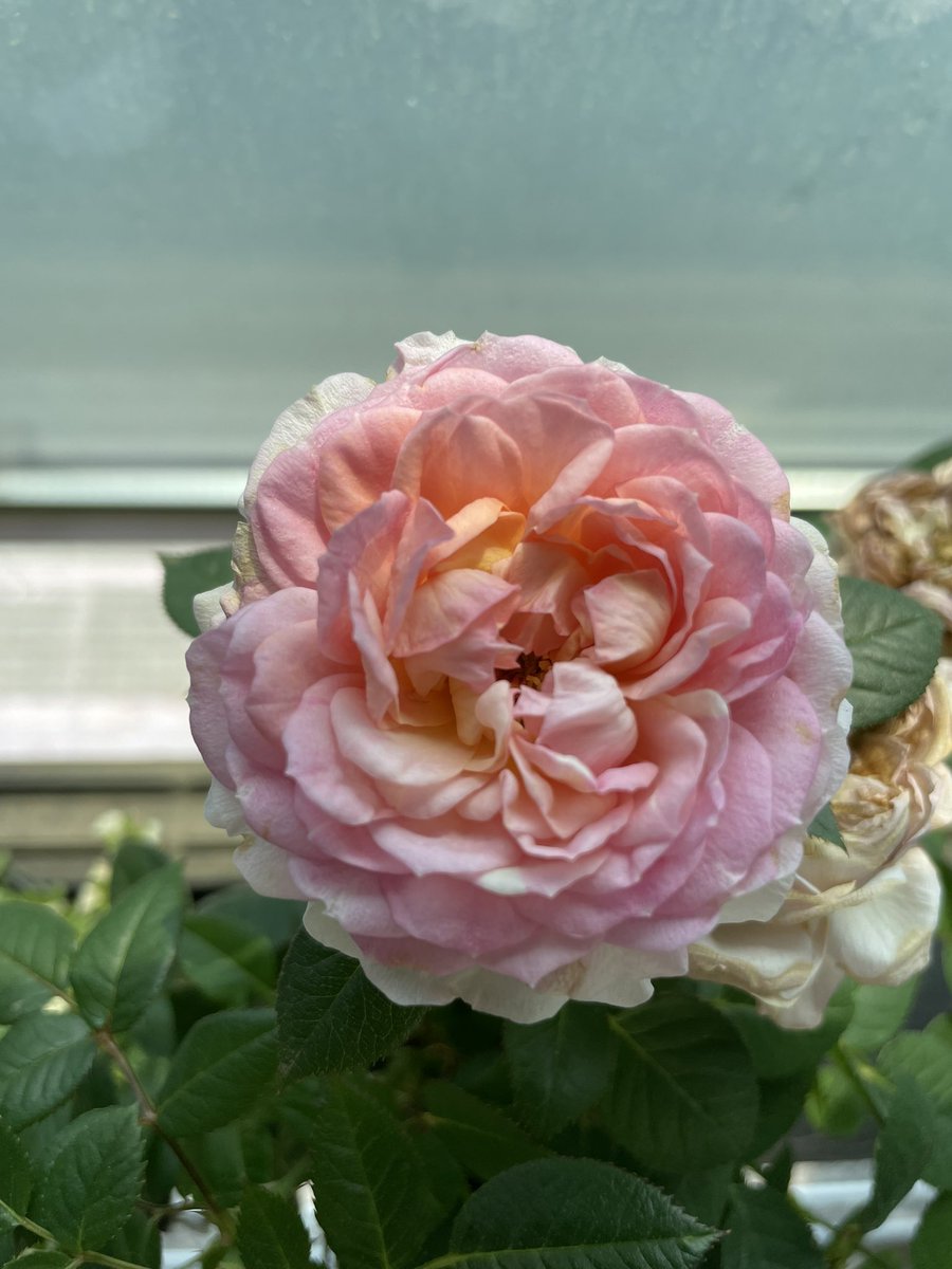 만개한 우리집 장미가 넘 예쁘다🥹🥹
분갈이는 역시 꽃이 지고 해야겠지?