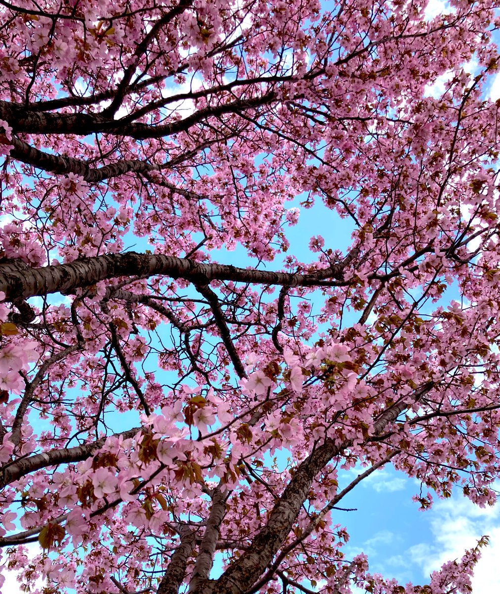 cherry blossoms no humans tree sky scenery day blue sky  illustration images