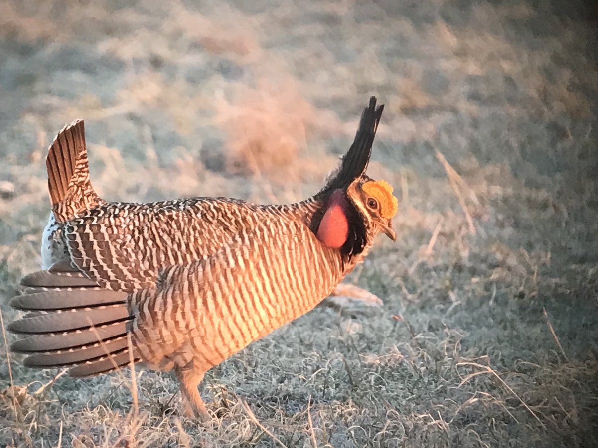OuseFenBirder now on Bluesky tweet media