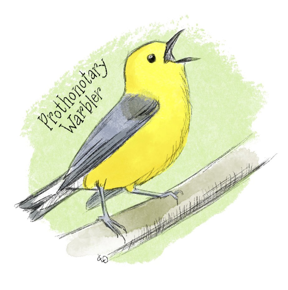 ChristyObalek's tweet image. It’s #warblerseason and like every other birder on a migration fly path, I’m anxiously watching the weather and getting up early.  #springmigration #birds