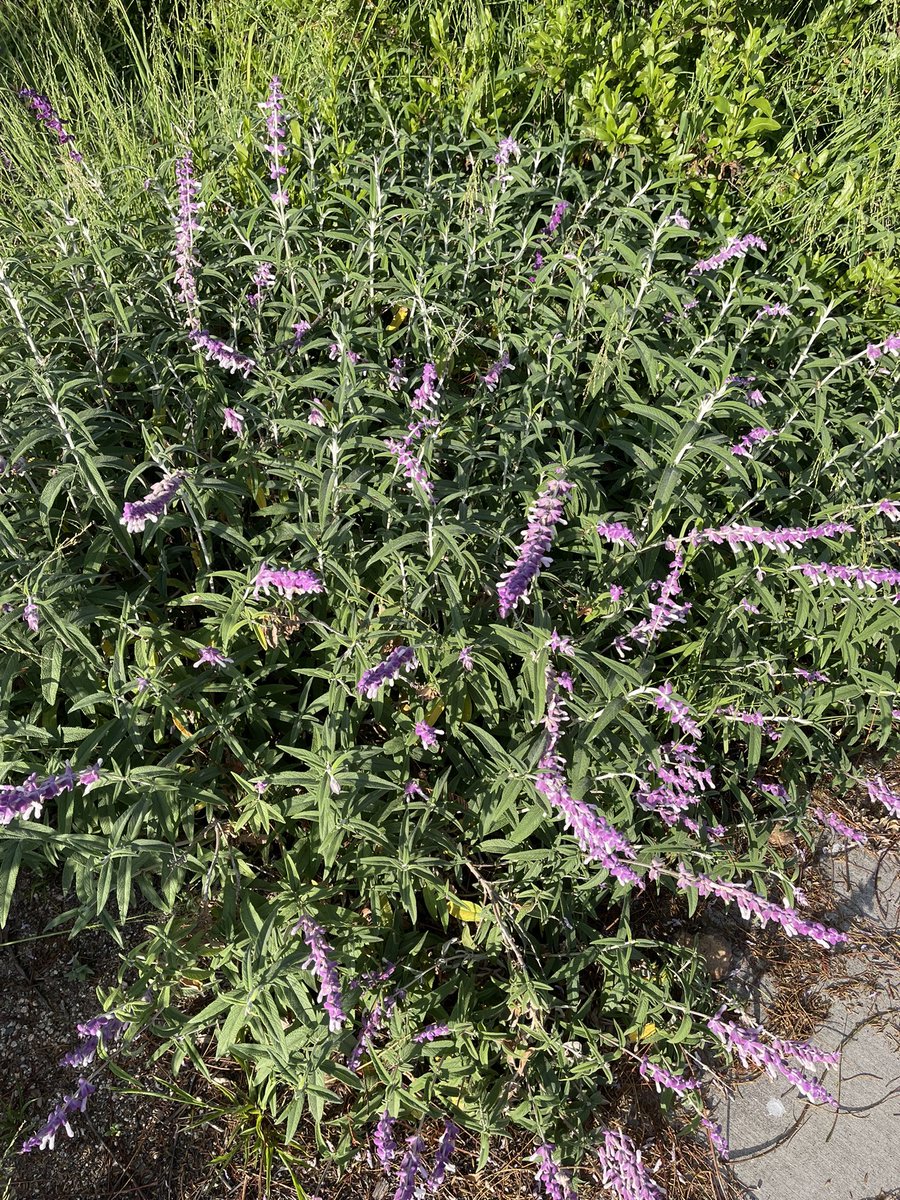 kimi_mac's tweet photo. Was virtual for this year’s @PanCAN #PurpleStrides 5K in honor of my Mom … I like to think all the purple flowers on the route were her way of saying hi 💜 #TeamMary  @fit_leaders @HeidiBaker_Te @DrRenaeBryant @zjgalvan @margieacsa  @danthetshirtman https://t.co/nerHiX9O5O