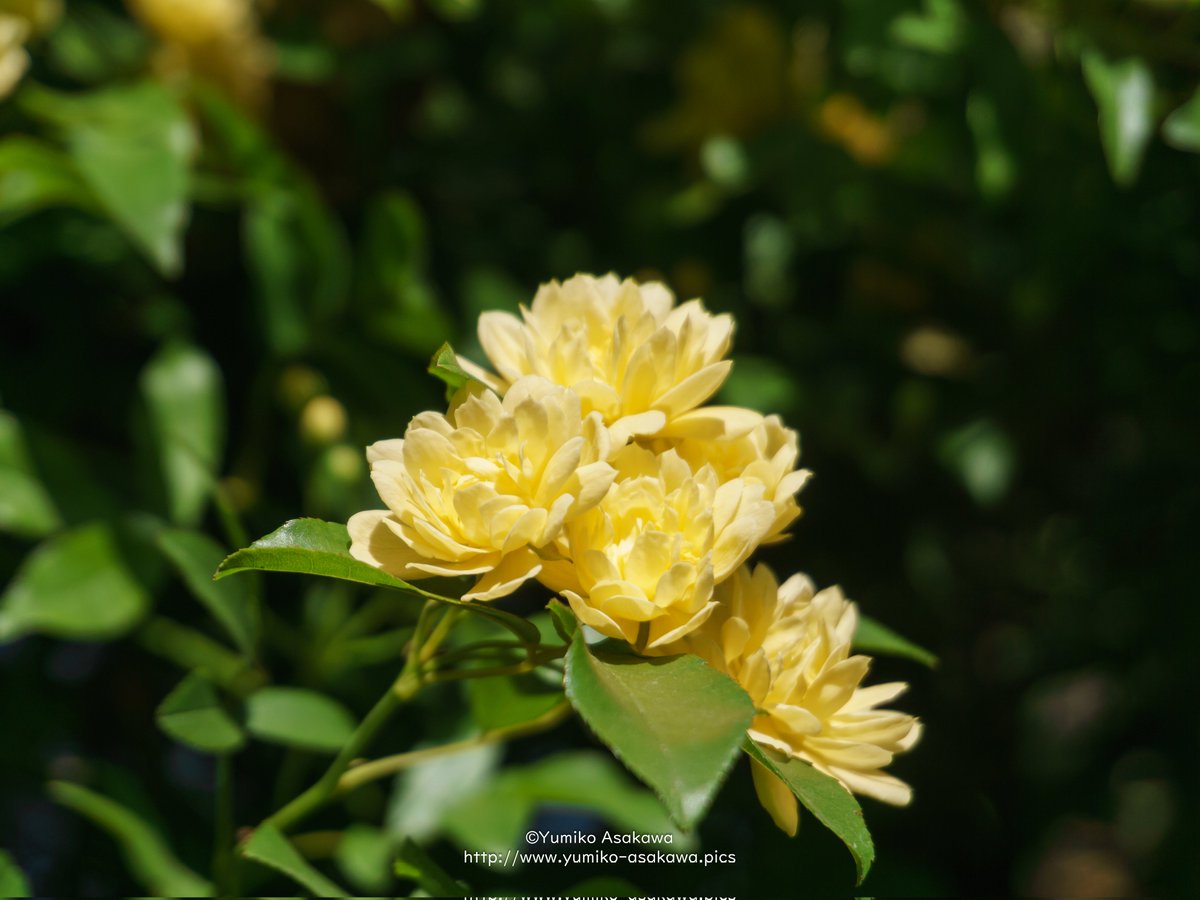 モッコウバラさん♪
Banksia rose.

今日から5月ですね。
今月もよろしくお願いします。

#モッコウバラ
#バラ
#banksiarose
#黄色の薔薇 
#yellowrose
#月曜日には薔薇を
#月曜日にはバラを
#街角のお花
#街角の彩り
#道端の彩り
#旬の花
#四季の花
#四季の彩り
#四季花
#黄色の花 
#黄色 
#yellow