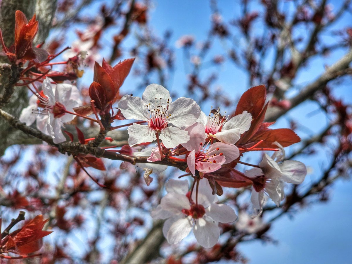 grant_likes's tweet photo. Last day of #SpringOnSnapdragon. No better way to end it than with more sakura. ๐ธ๐ธ๐ธ
๐ท #GalaxyS23Ultra
#withGalaxy
#ShotOnSnapdragon https://t.co/UQlUB50TJ5