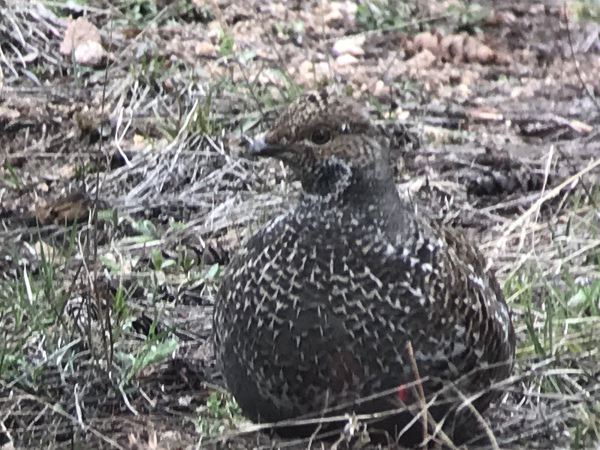 OuseFenBirder now on Bluesky tweet media