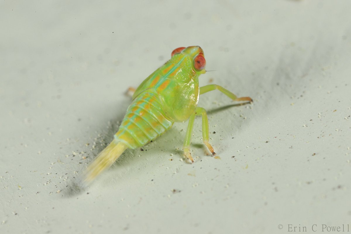 erincpow's tweet image. Winding down #InverteFest at the front door light with this fancy pants planthopper. 

A nymph of Thionia sp. (Issidae) I believe.