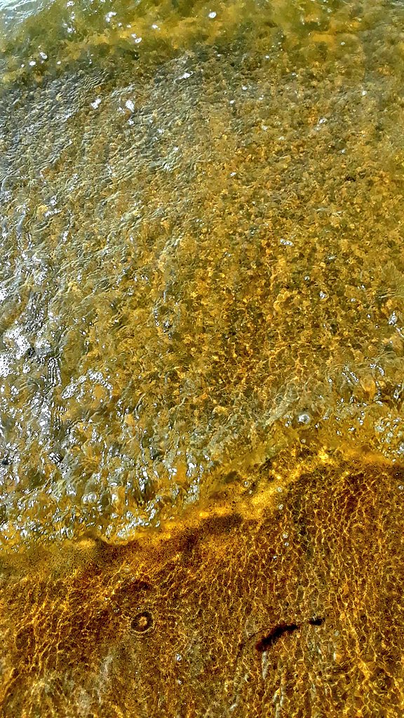 EndlingEmber's tweet image. At a beach of a late summer. Some invertebrate friends to meet.
#InverteFest becomes #MolluskMonday.
#MolluscMonday